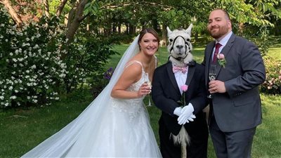 بالبدلة الكاملة.. عروسان يدعوان حيوان اللاما لحفل زفافهما