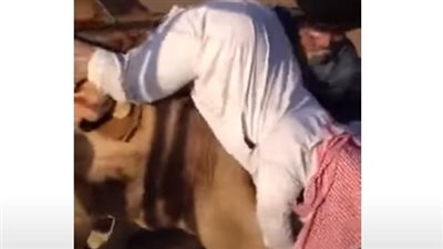 وقع من على الجمل.. إصابة سائح سعودي بالمنطقة الأثرية في الهرم 