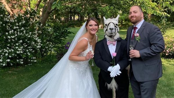 حيوان اللاما في حفل