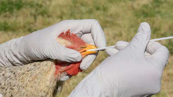 انفلونزا الطيور 