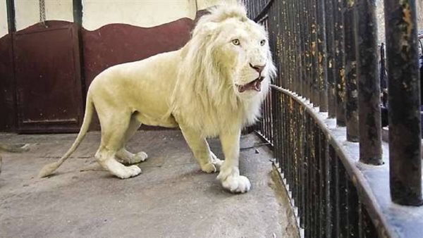 أسود حديقة الحيوان