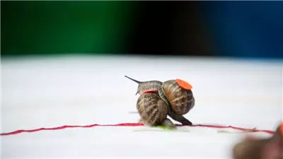 انطلاق بطولة العالم لسباقات الحلزون في إنجلترا