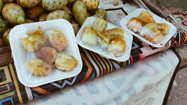 التين الشوكي