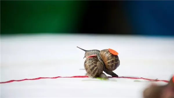 سباقات الحلزون 