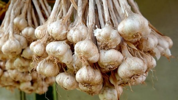 ارتفاع اسعار الثوم