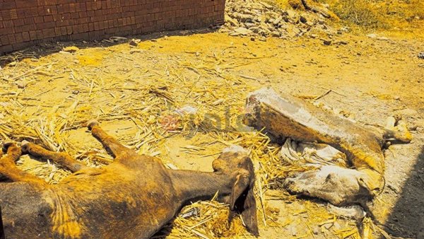 سلخ الحمير بالمنوفية