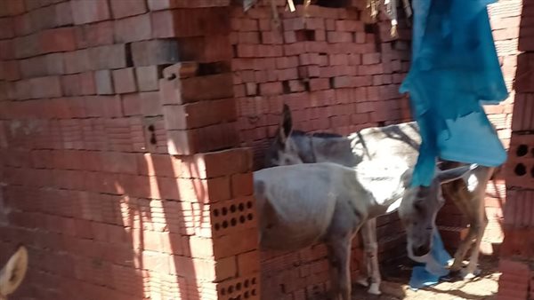 ضبط شخص يسلخ الحمير