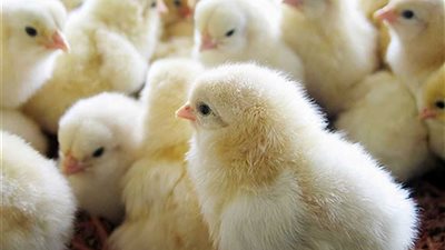 الجارديان: نفوق 600 كتكوت بإنفلونزا الطيور يؤثر على موسم التكاثر في أكبر مستعمرة بريطانية