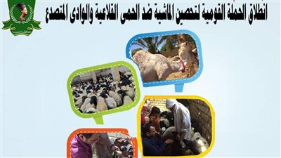 محافظ المنيا: انطلاق الحملة القومية لتحصين الماشية ضد الحمى القلاعية والوادي المتصدع السبت المقبل 