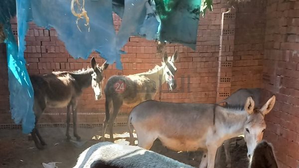 واقعة سلخ الحمير