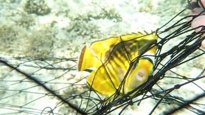 بعد قضائها على الأسماك الصغيرة.. الحفاظ على البيئة تحذر من تركيب شبك حماية ضد القرش| صور