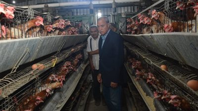 محافظ القليوبية عن مشروع الـ 30 مليون بيضة بالخانكة: تربية سلالات ذات جودة عالية