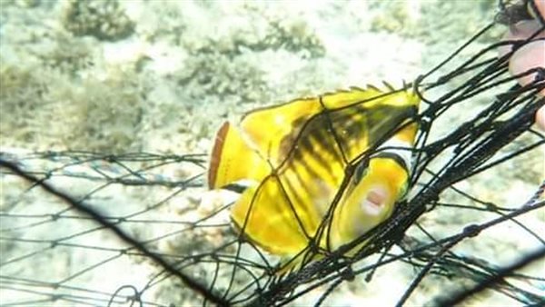 شباك تم تركيبها بشواطئ