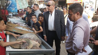 البيئة تكشف عن إنشاء مركز رعاية للسلاحف البحرية ببورسعيد قريبا 