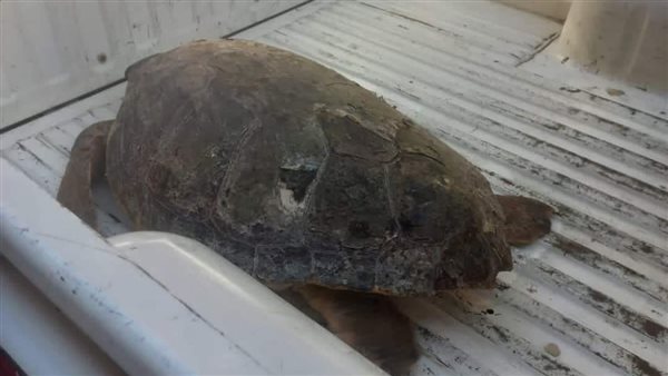 السلحفاة النادرة