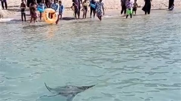 ظهور سمكة شيطان البحر