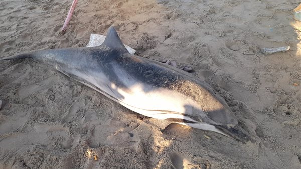 أنثى دولفين نافقه