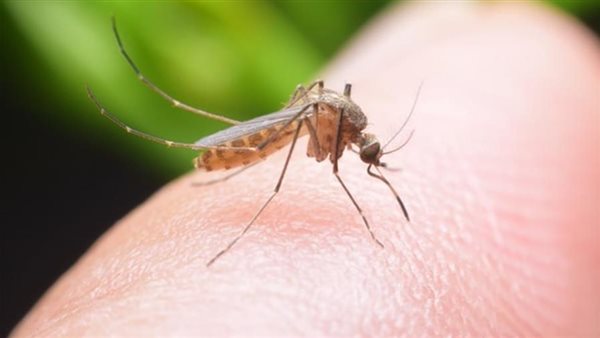 لدغات الحشرات 