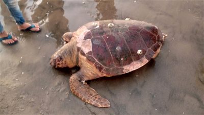 جرفتها المياه.. خروج سلحفاة بحرية خلال سباحة المصطافين بشاطئ بورسعيد| صور