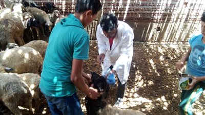 تحصين 24 ألف رأس ماشية بأول أيام الحملة القومية للتحصين ضد الحمى القلاعية والوادي المتصدع بالبحيرة