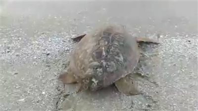 إطلاق سلحفاة محل أسماك القاهرة بشاطئ المتوسط في بورسعيد | فيديو وصور