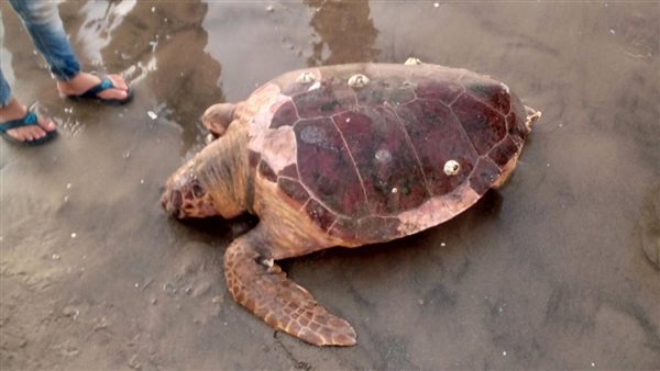 سلحفاة بحرية