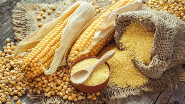  الذرة الصفراء 