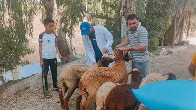 تحصين 21 ألف رأس ماشية ضد الأمراض الوبائية بالدقهلية 