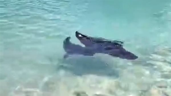 سمكة شيطان البحر