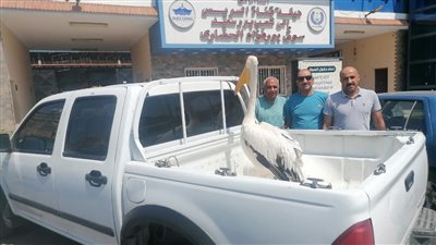 البيئة تنقذ طائر البجعة من سوق بورفؤاد وتطلق سراحه لبيئته الطبيعية | صور
