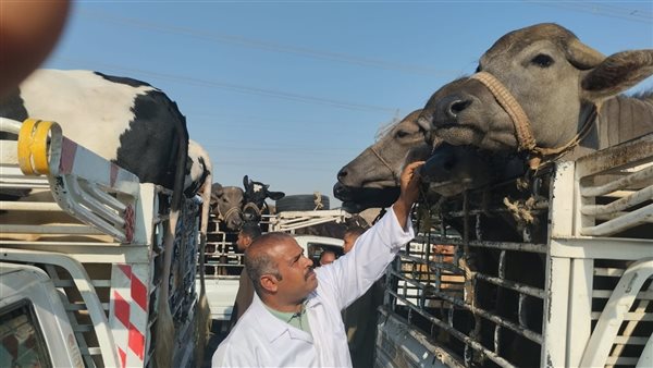 تحصين الحيوانات بالأقصر