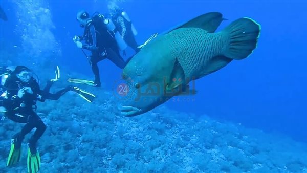 ظهور سمكة نابليون