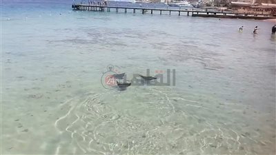 عادت لتبهر السائحين.. ظهور جديد لسمكة شيطان البحر بالغردقة| صور وفيديو