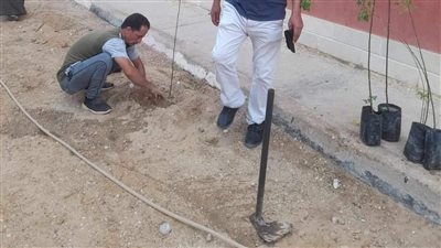 مبادرة 100 مليون شجرة.. زراعة أشجار مثمرة وللزينة في 3 مراكز بالمنيا 