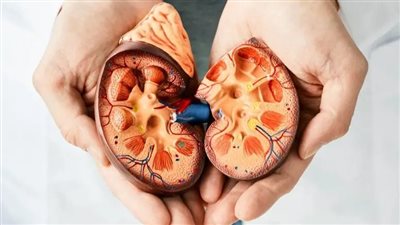 باحثون يكشفون عن البروتين المتسبب في مرض الكلى المزمن