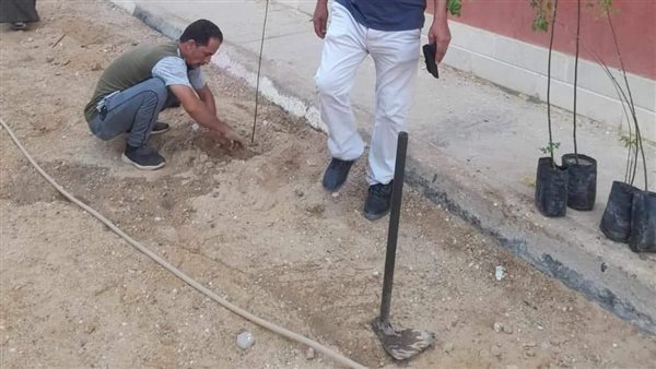 زراعة الأشجار بالمنيا