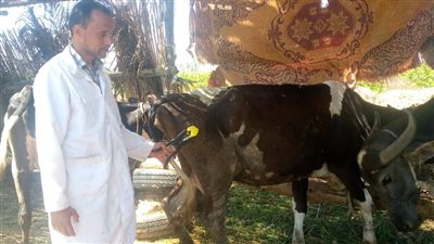 تحصين 120 ألف رأس ماشية وضبط 544 كيلو لحوم فاسدة بالبحيرة