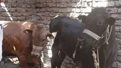 ماس كهربائي يتسبب في حريق عقار مخصص لتربية المواشي بمنشأة ناصر وتفحم عجلين