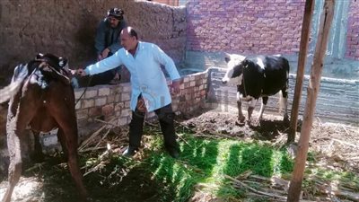 تحصين 243 ألف رأس ماشية ضد الحمى القلاعية وحمى الوادي المتصدع بالمنيا