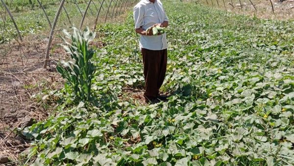 مواصلة تجهيز تقاوي