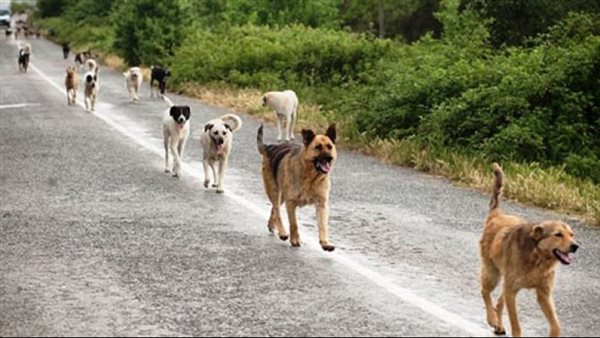  كلب مسعور يعقر 5