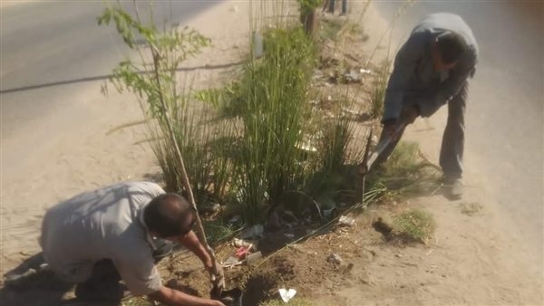 زراعة الأشجار بالمنيا