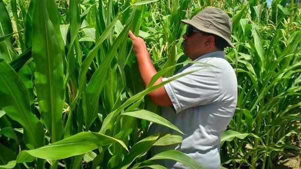 زراعة المحاصيل الإستراتيجية