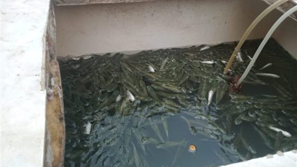 إلقاء زريعات الأسماك