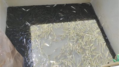 إلقاء 2 مليون زريعة أسماك في بحر شبين بالمنوفية