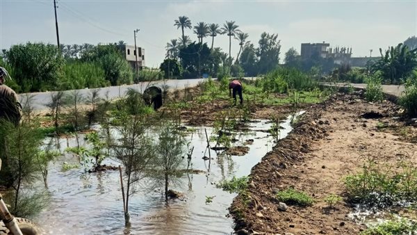 زراعة الآلاف من الأشجار