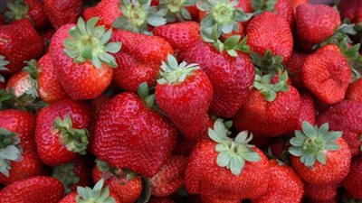 دراسة تكشف فوائد الفراولة لوظائف المخ وضغط الدم