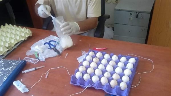 محاربة الثعابين بالبيض