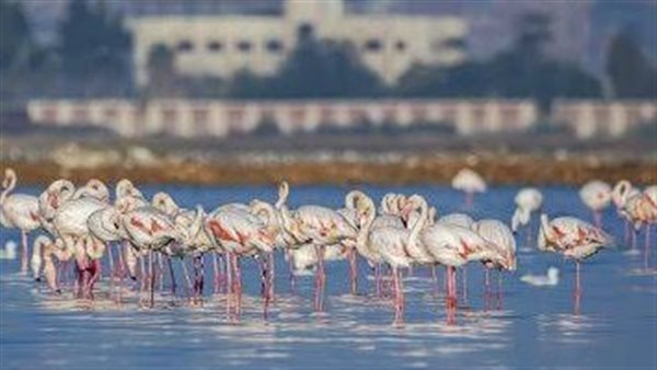 مهرجان الطيور ببورسعيد