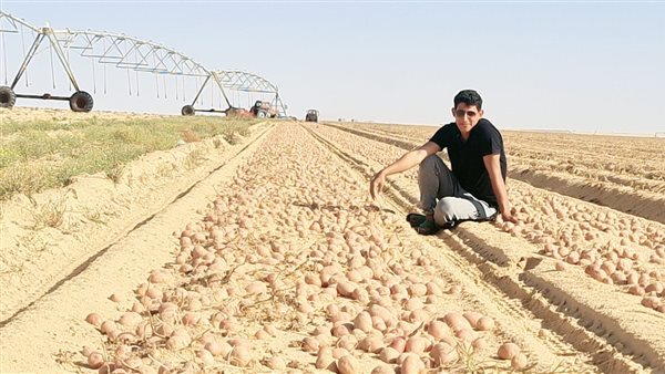 زراعة البطاطس